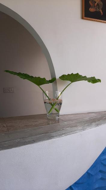 Akurala Beach Boutique Resort Ngoại thất bức ảnh